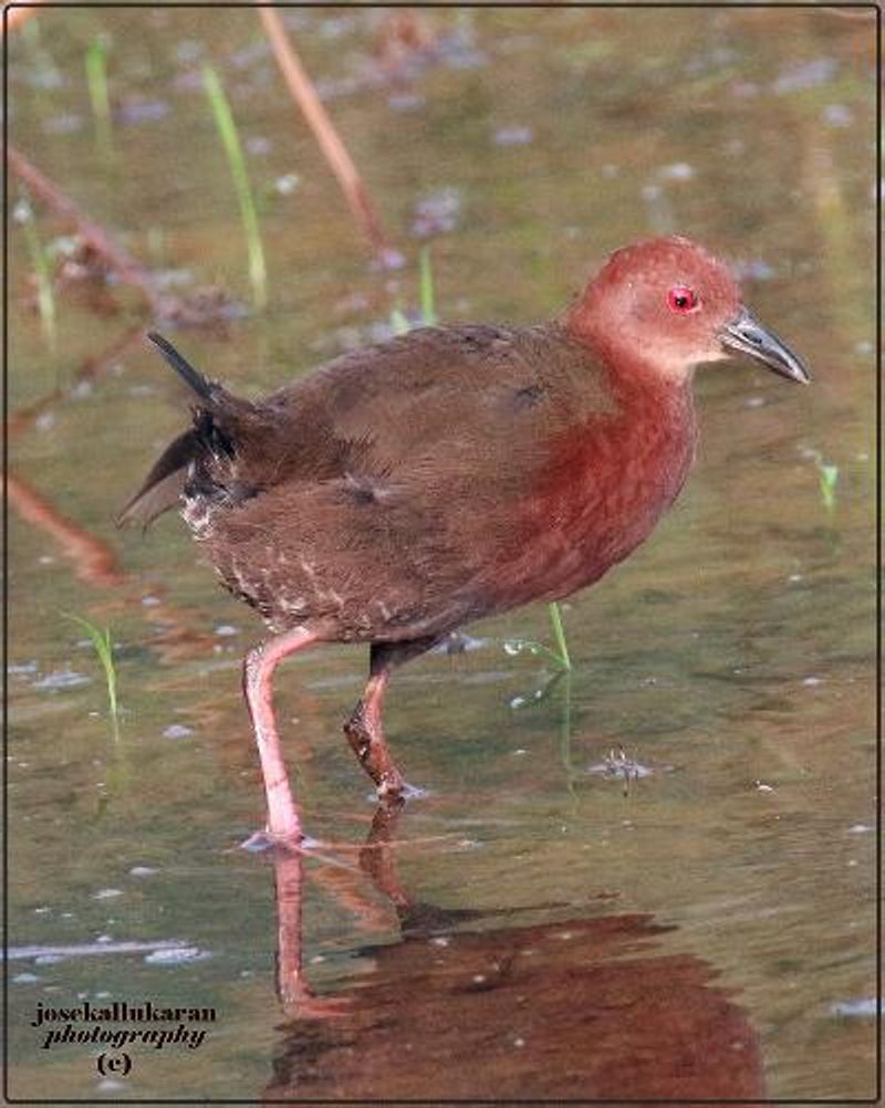 Ruddy breasted Crake