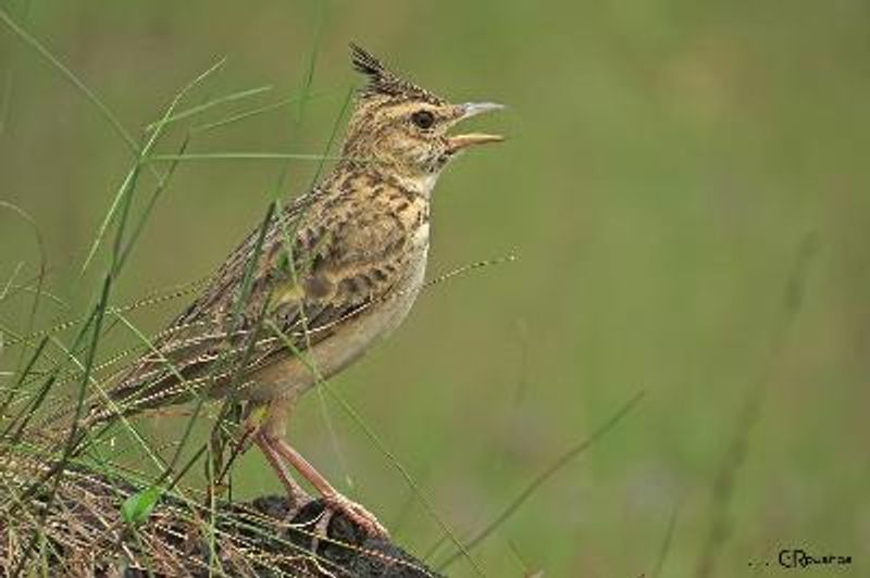 Malabar Lark