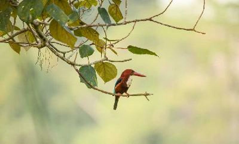 White throated Kingfisher