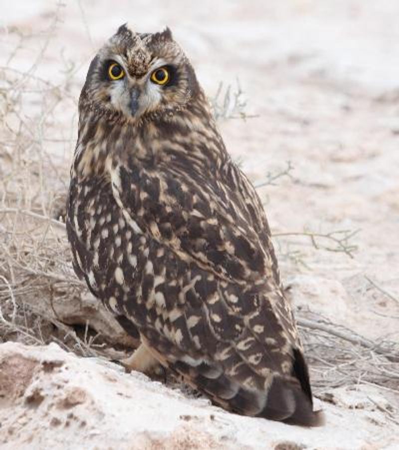 Short eared Owl