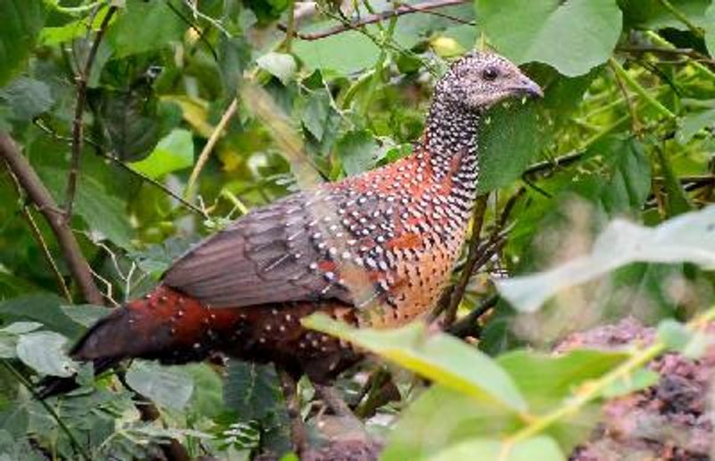 Painted Spurfowl