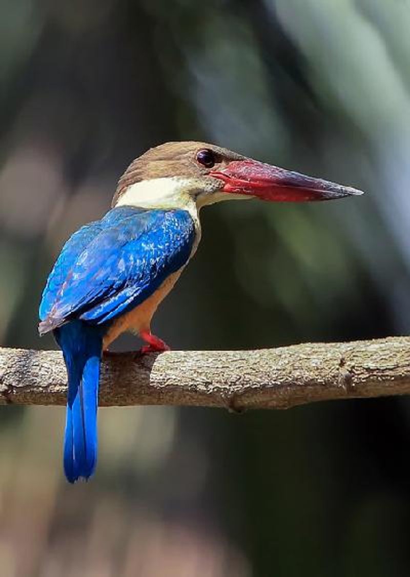 Stork billed Kingfisher