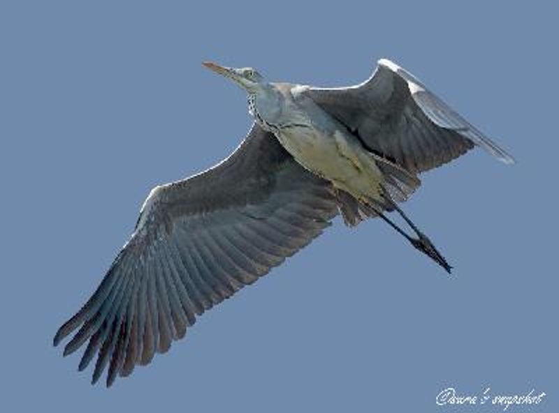 Grey Heron