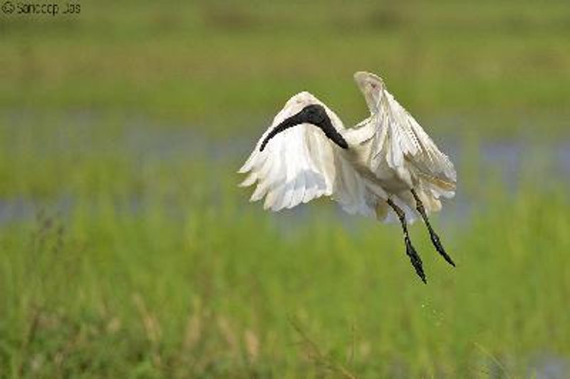 Black headed Ibis