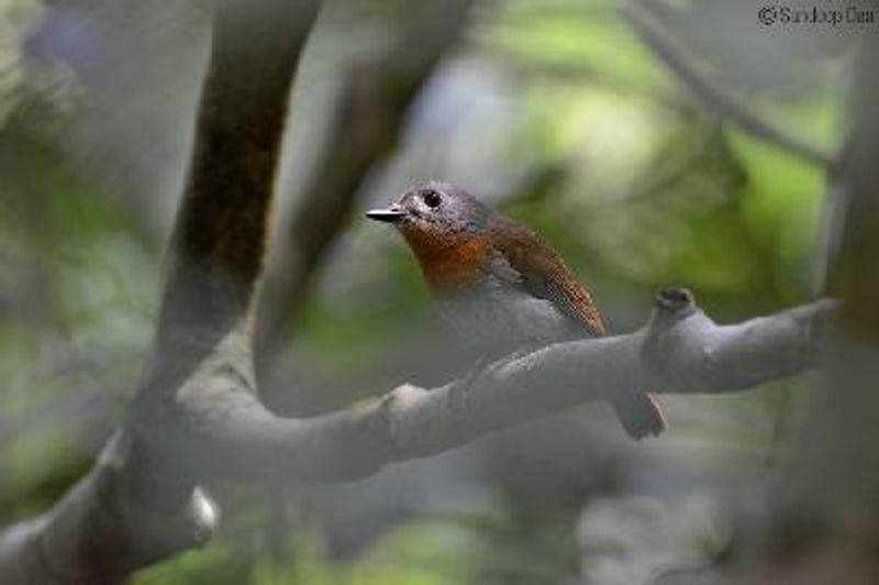 White bellied Blue Flycatcher