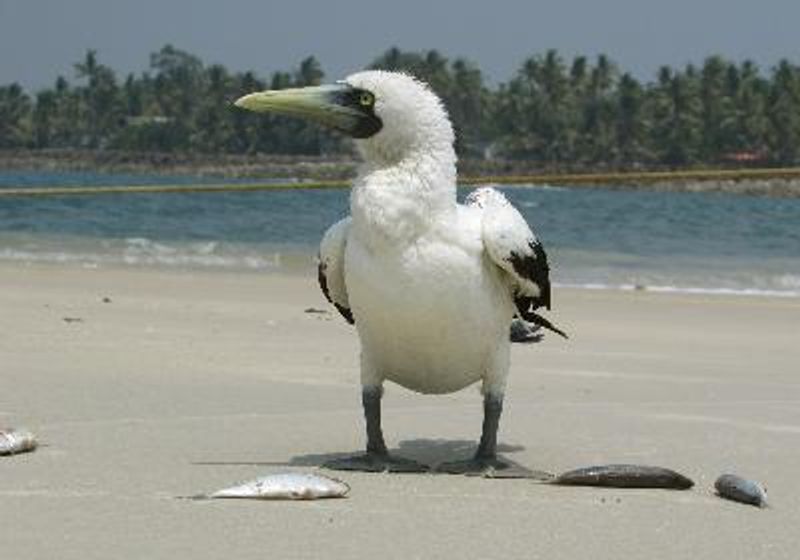 Masked Booby