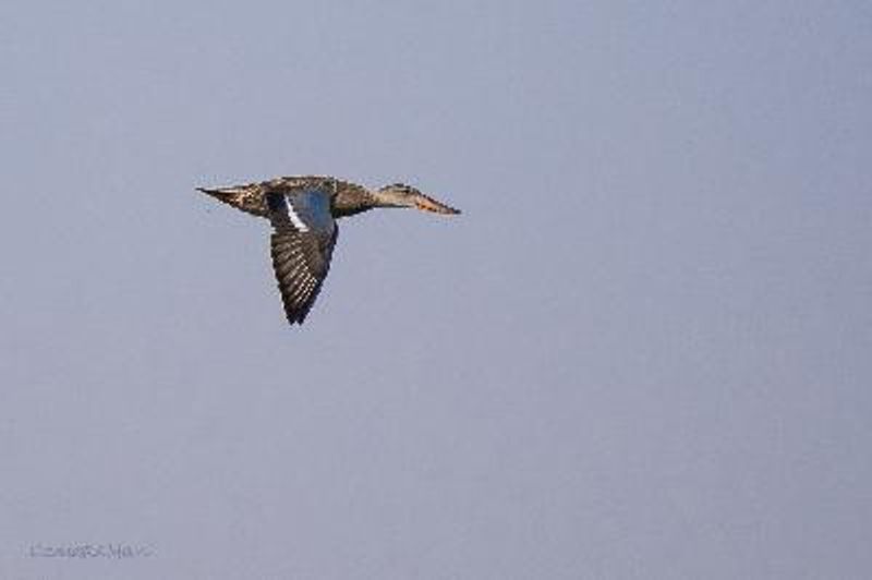 Northern Shoveler