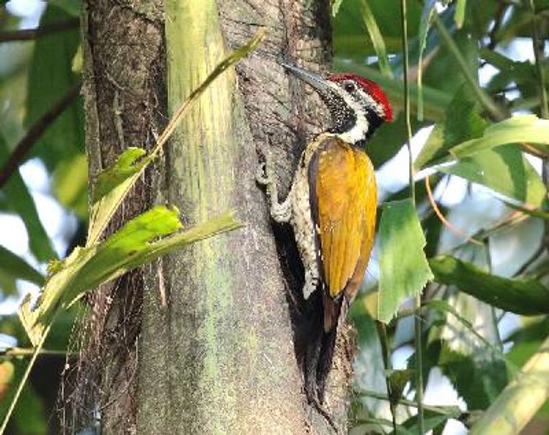 Black rumped Flameback