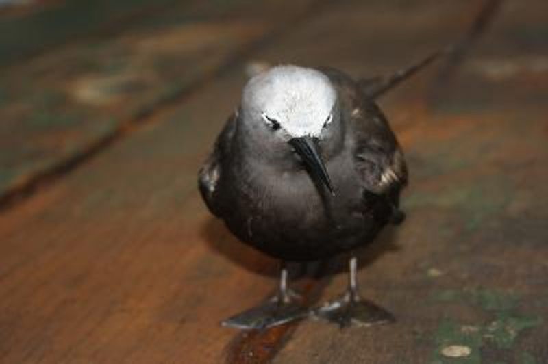 Lesser Noddy