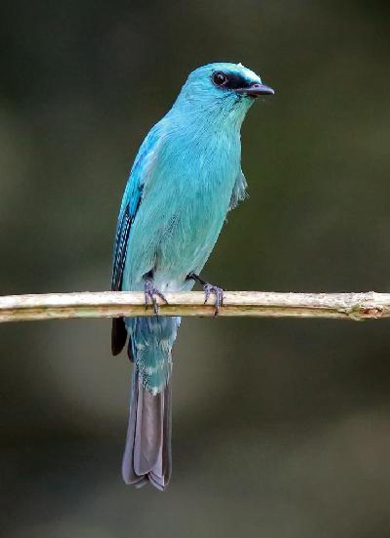 Verditer Flycatcher