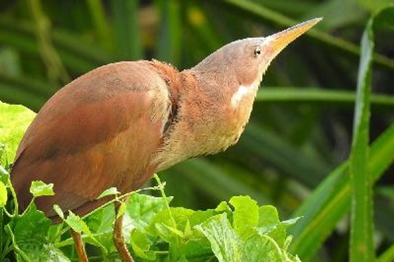 Cinnamon Bittern