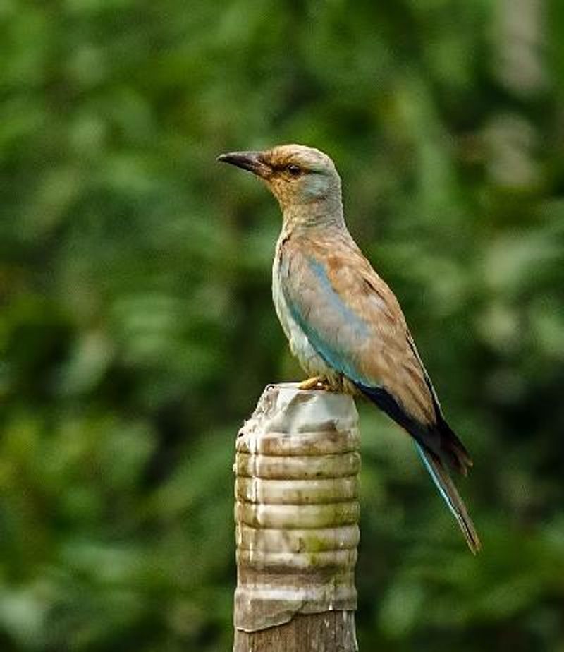 European Roller