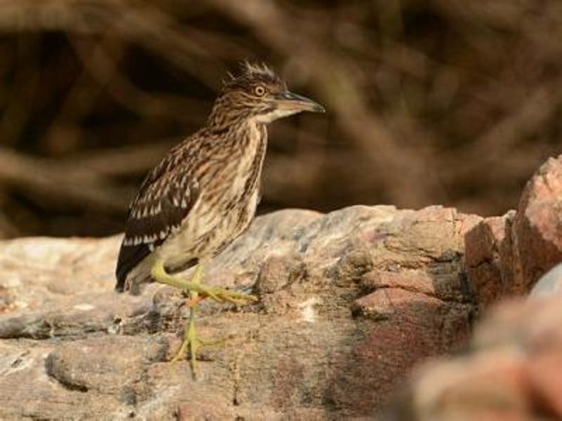 Black crowned Night Heron