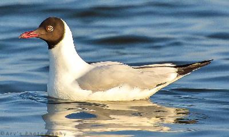 Brown headed Gull