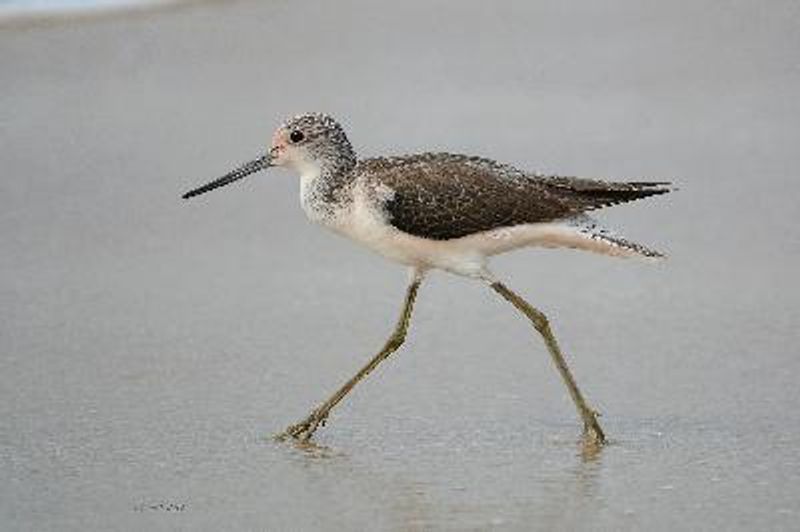 Common Greenshank