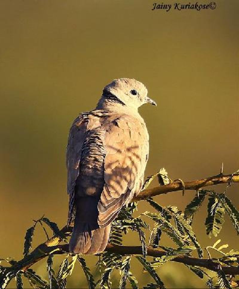 Red Collared Dove