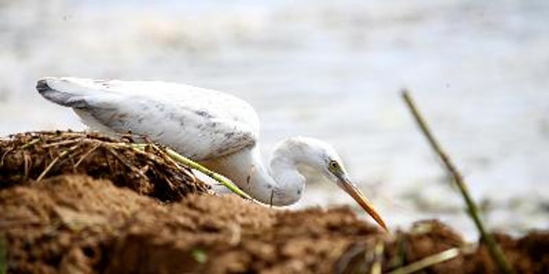 Western Reef Egret