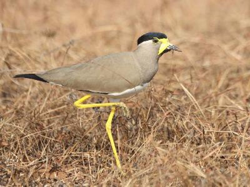 Yellow wattled Lapwing