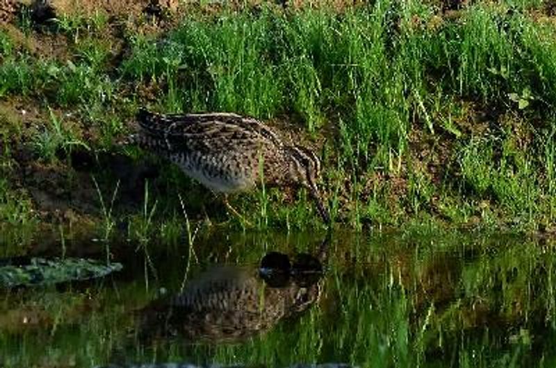 Pintail Snipe