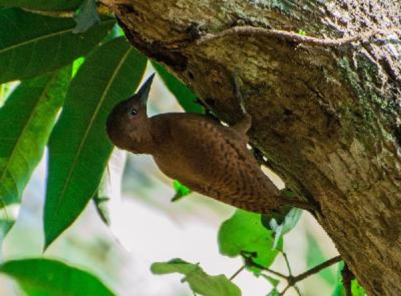 Rufous Woodpecker