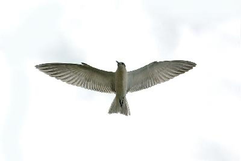 Whiskered Tern