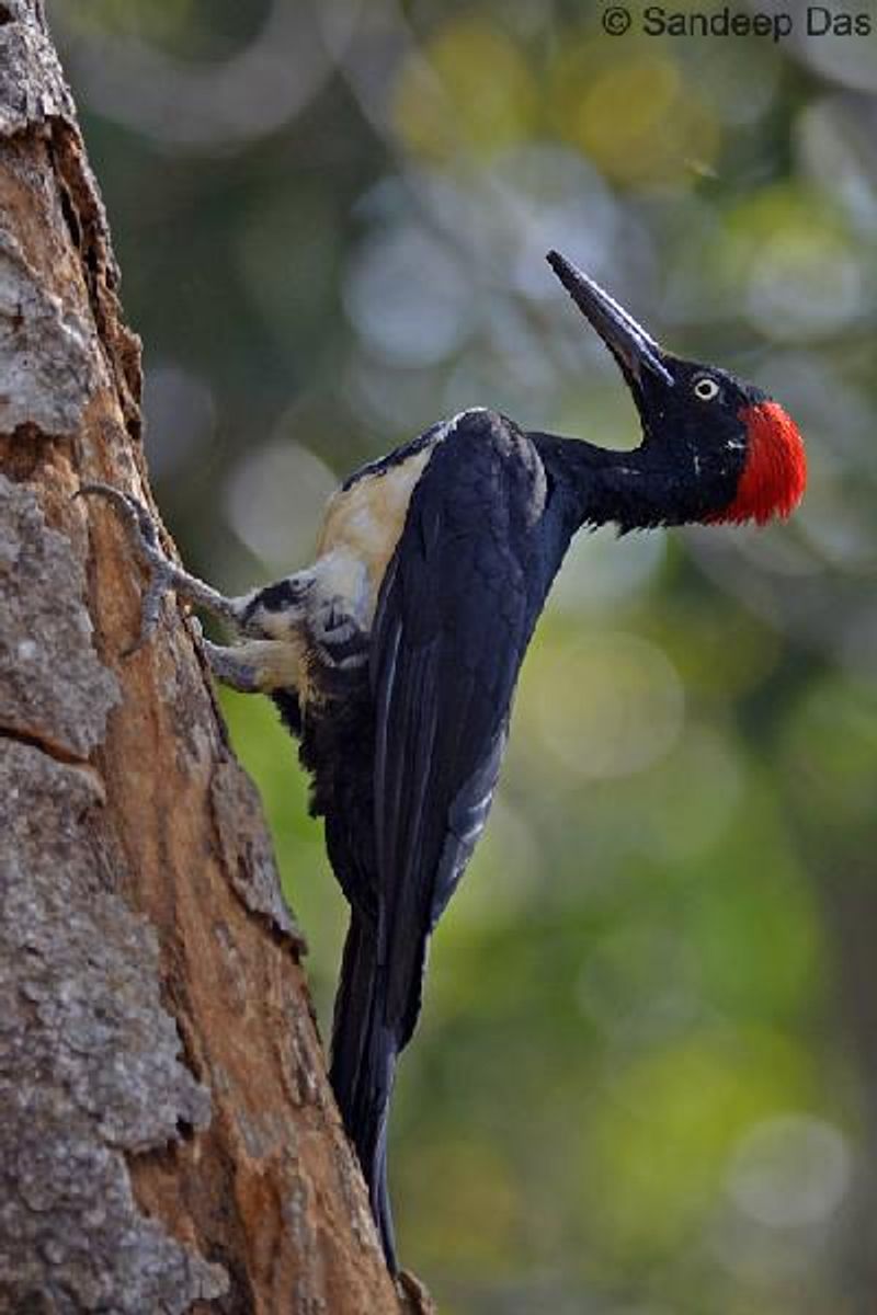 White bellied Woodpecker