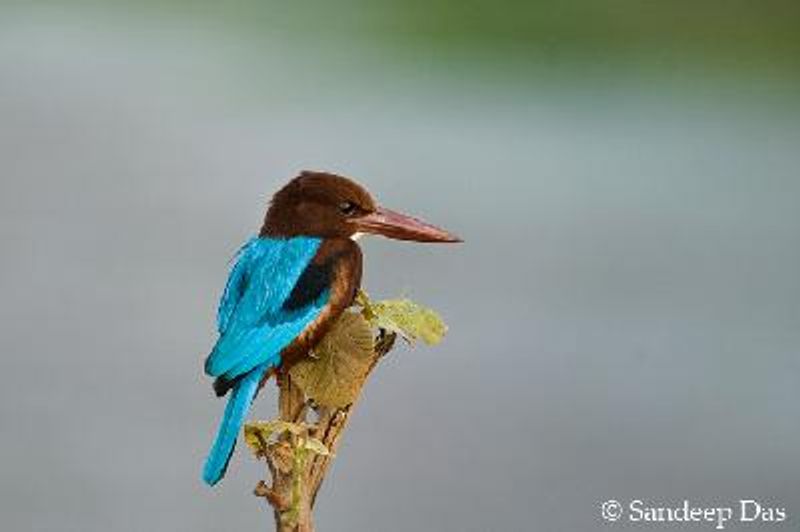 White throated Kingfisher