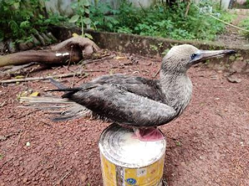 Red footed Booby