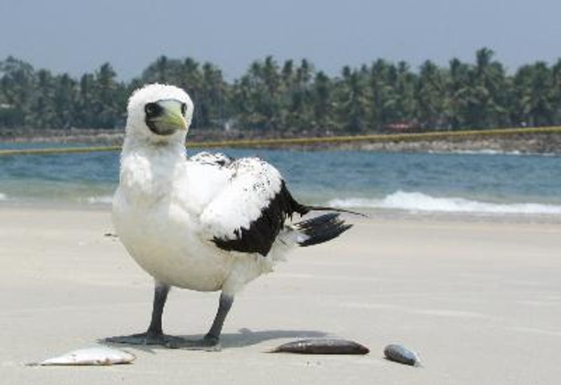 Masked Booby