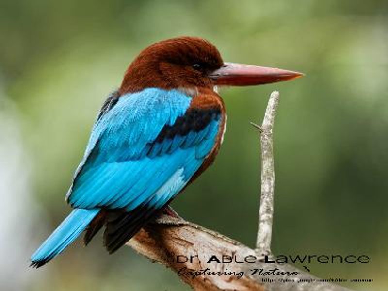 White throated Kingfisher