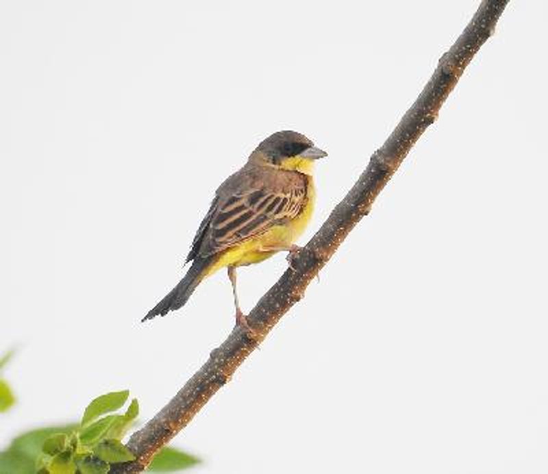 Black headed Bunting