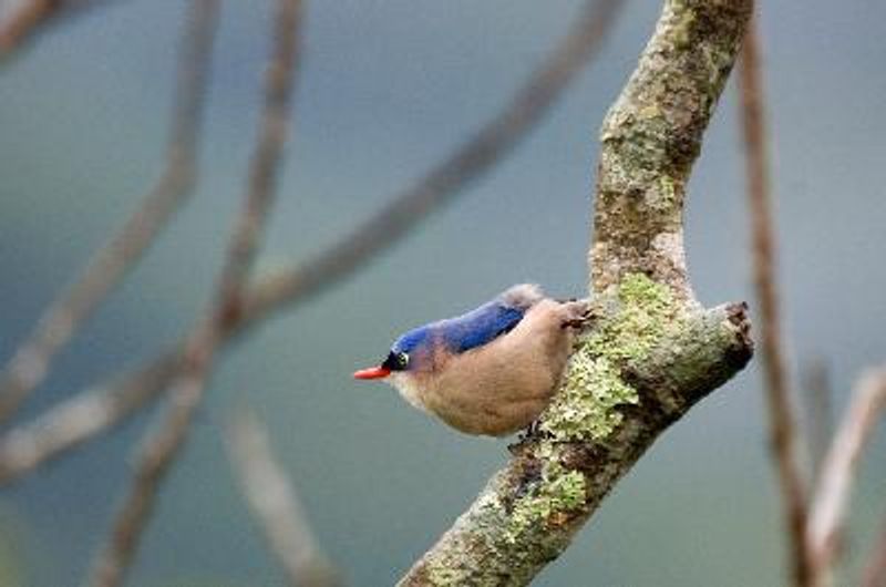 Velvet fronted Nuthatch