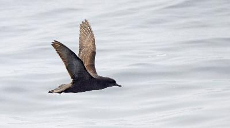 Short tailed Shearwater