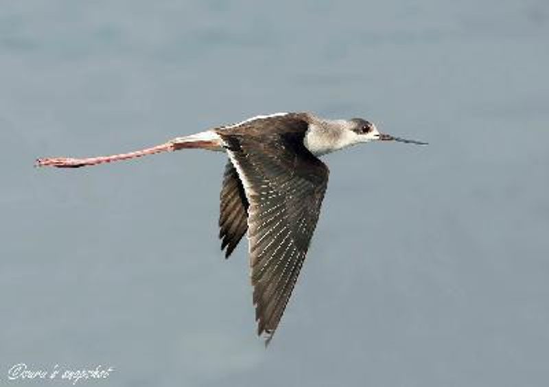 Black winged Stilt