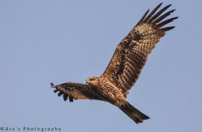Black Kite