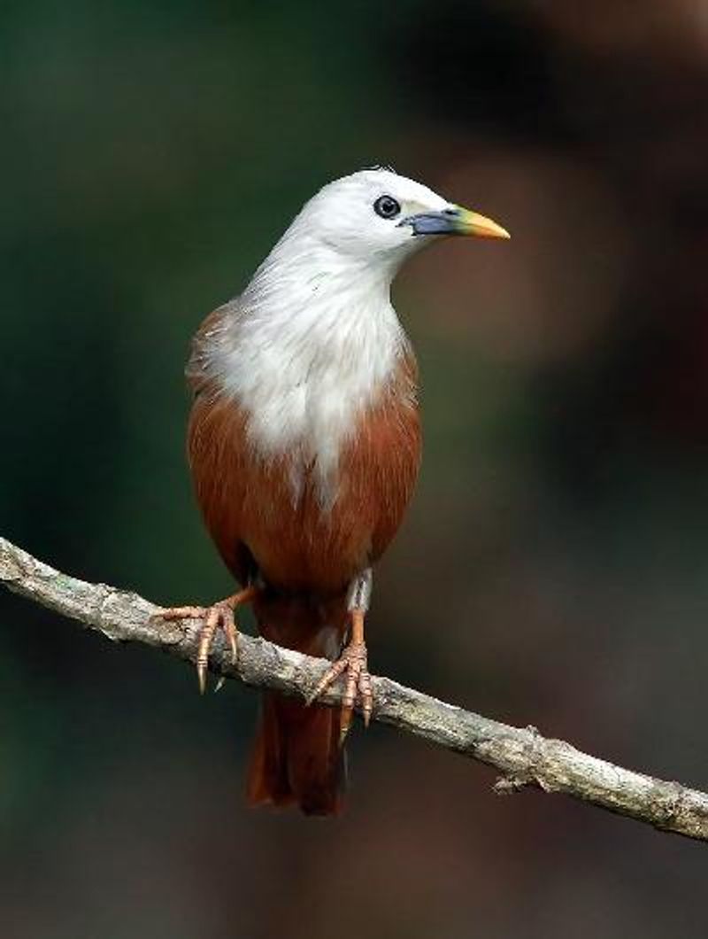 Malabar Starling