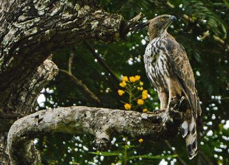 Crested Hawk Eagle