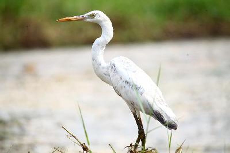 Western Reef Egret