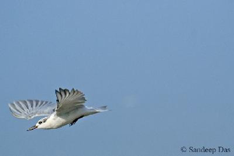 Whiskered Tern