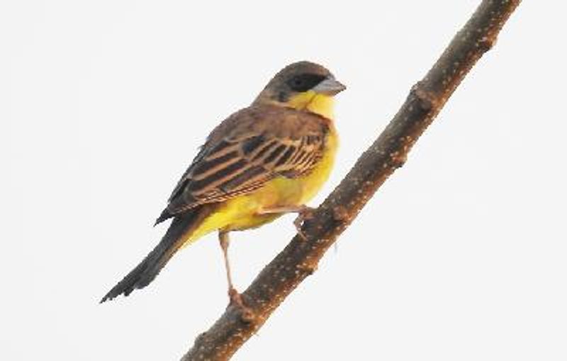 Black headed Bunting