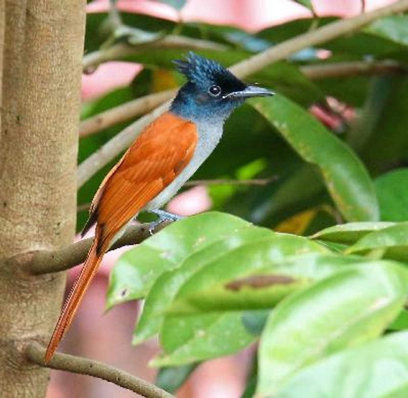 Indian Paradise Flycatcher