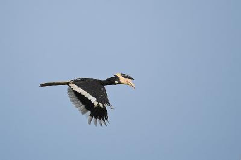 Malabar Pied Hornbill