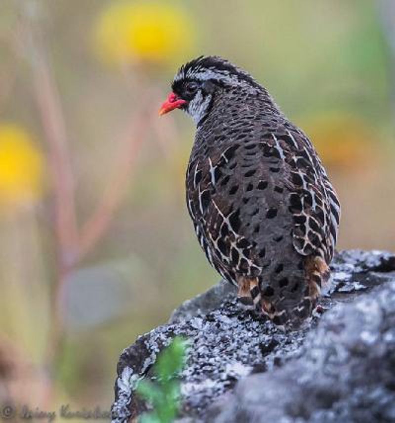 Painted Bush Quail