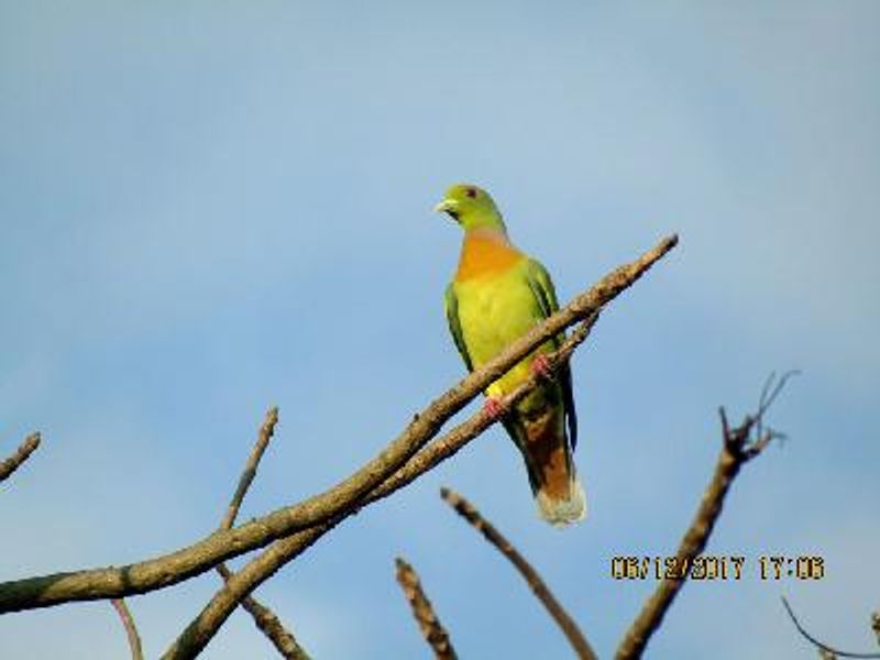 Orange breasted Green Pigeon