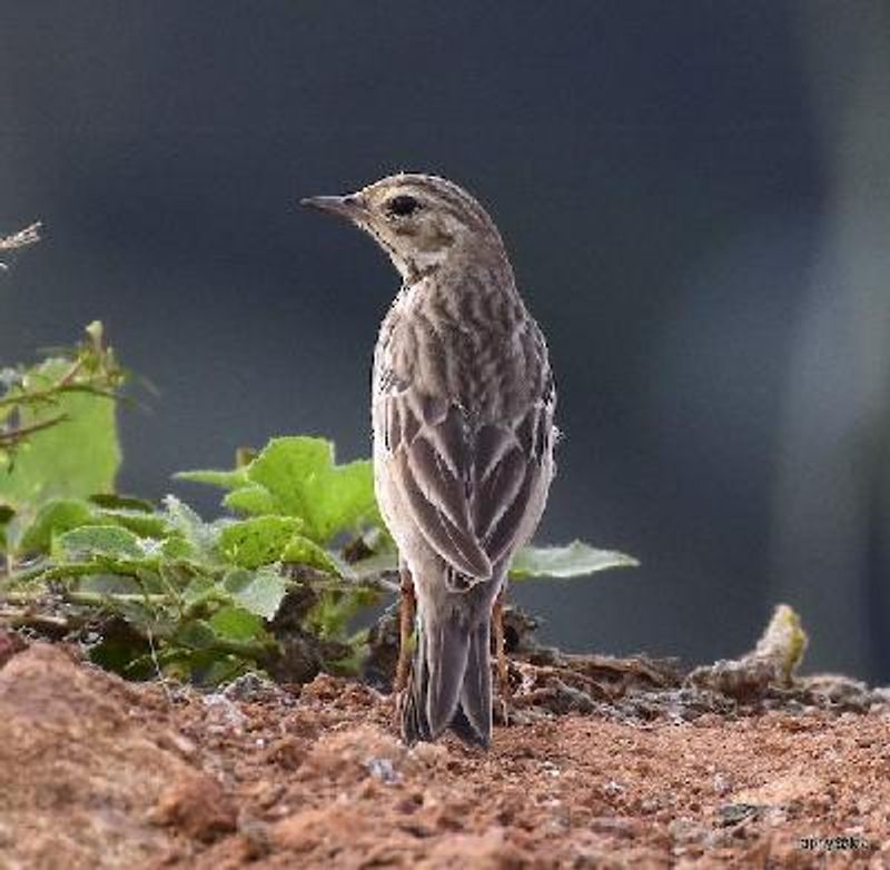 Tree Pipit