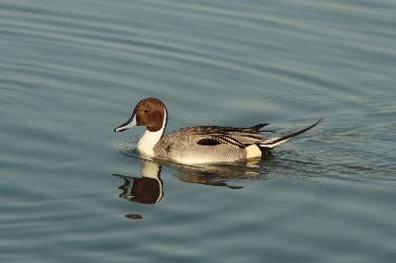 Northern Pintail