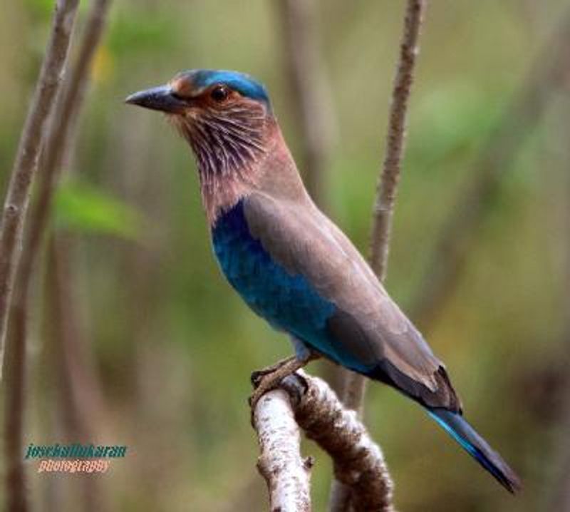 Indian Roller