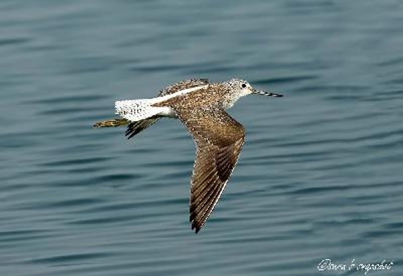 Common Greenshank
