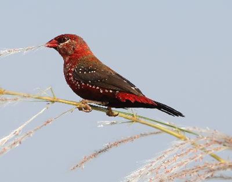 Red Avadavat