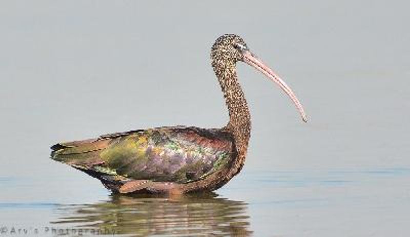 Glossy Ibis
